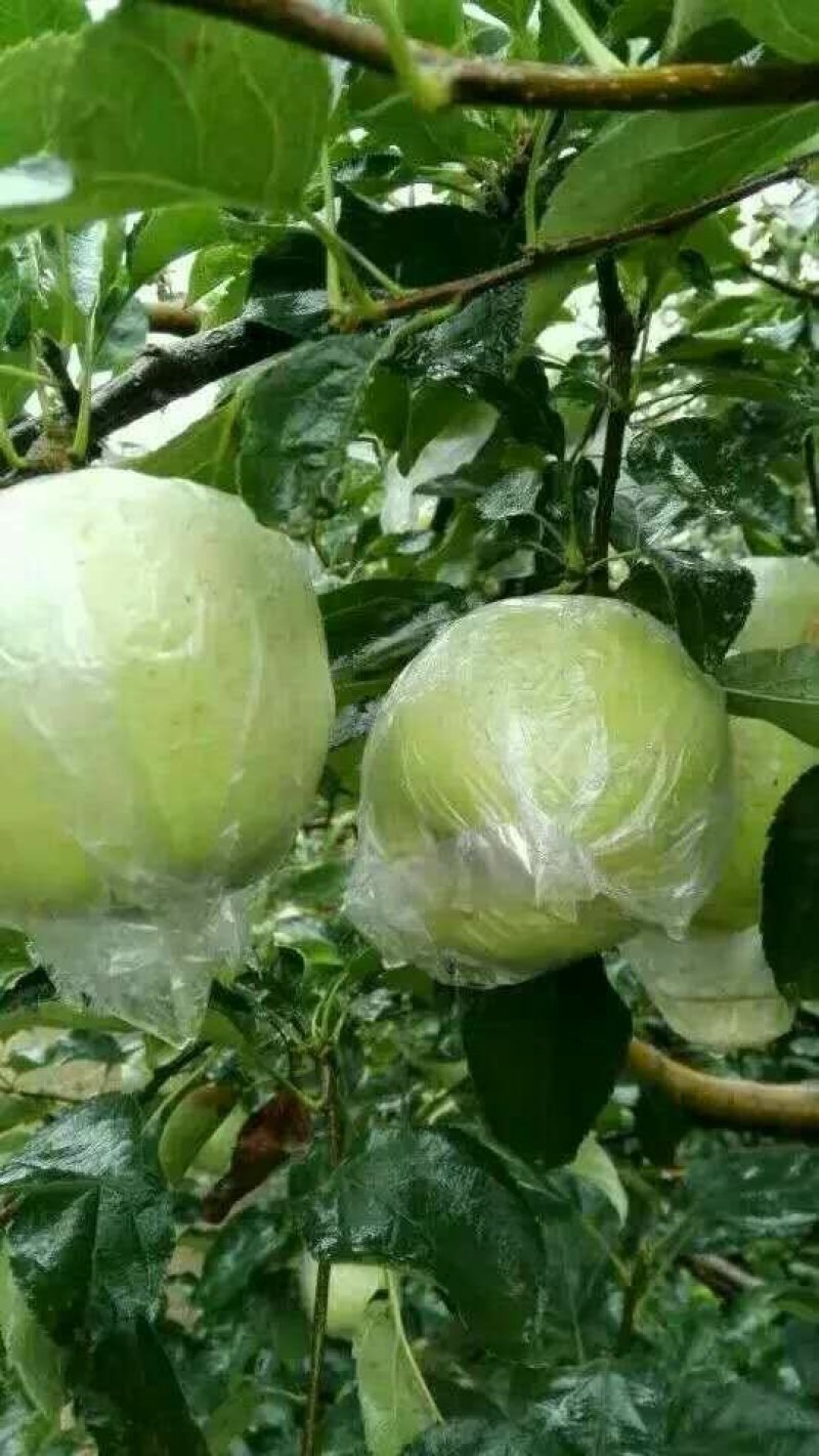 金帅苹果黄元帅青苹果，产地大量供应。质量保证，一手货源