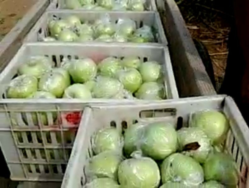 金帅苹果黄元帅青苹果，产地大量供应。质量保证，一手货源