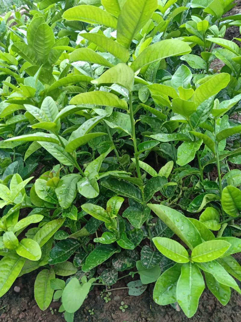 香橼苗香园苗佛手苗云南基地直发水果苗1年苗2年苗