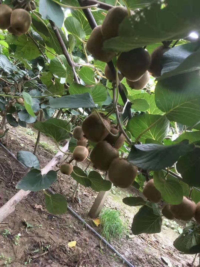 绿心猕猴桃