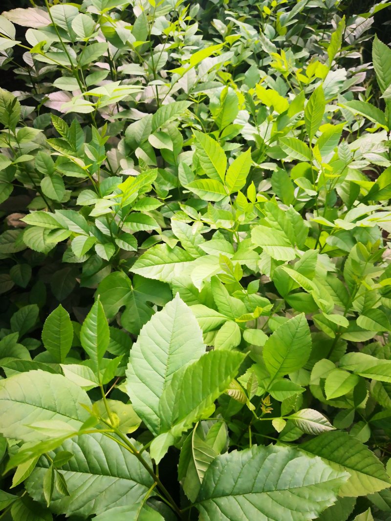 白腊树苗，白蜡树，白蜡，树苗，欢迎进店联系