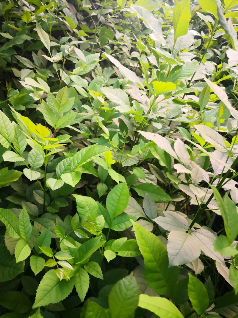白腊树苗，白蜡树，白蜡，树苗，欢迎进店联系