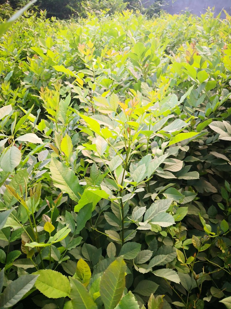 白腊树苗，白蜡树，白蜡，树苗，欢迎进店联系