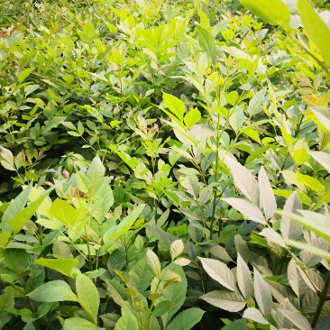 白腊树苗，白蜡树，白蜡，树苗，欢迎进店联系