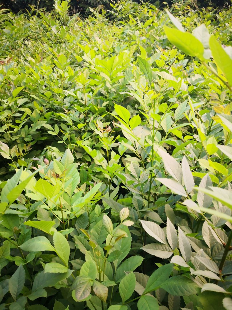 白腊树苗，白蜡树，白蜡，树苗，欢迎进店联系