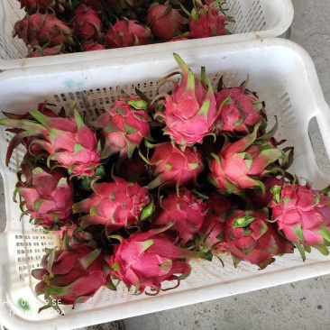 火龙果,红皮红肉,台湾大红二号,自花授粉
