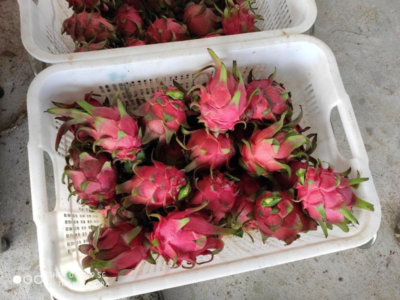火龙果，红皮红肉，台湾大红二号，自花授粉