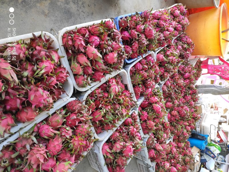 火龙果，红皮红肉，台湾大红二号，自花授粉