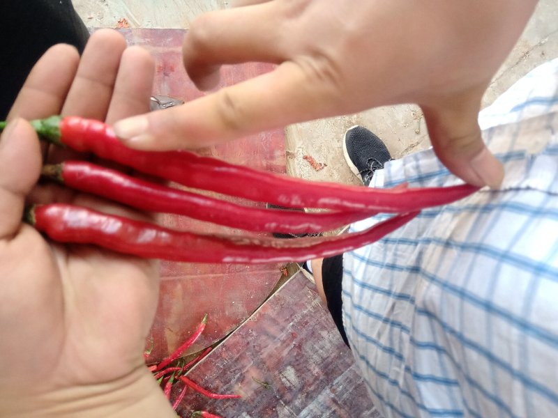 二斤条红辣子，二金条。熏红辣椒。鲜红辣椒。