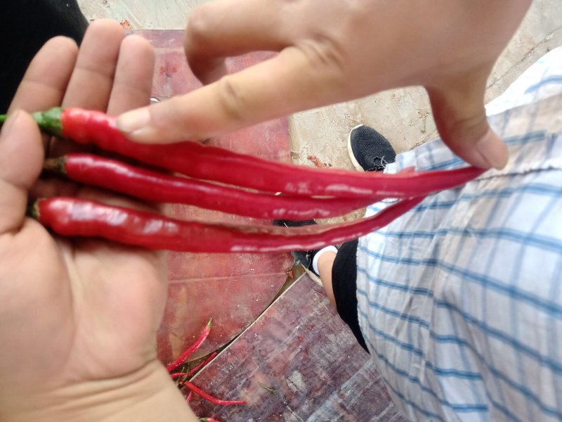 二斤条红辣子，二金条。熏红辣椒。鲜红辣椒。
