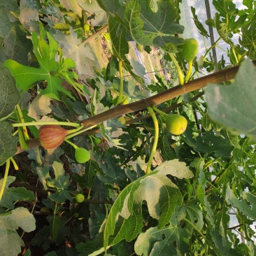 基地大量出售无花果苗波姬红无花果苗