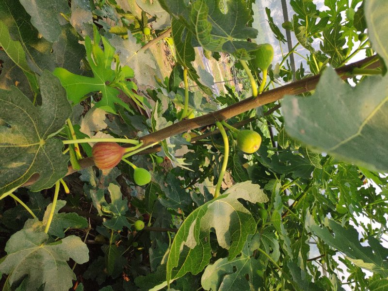 基地大量出售无花果苗波姬红无花果苗