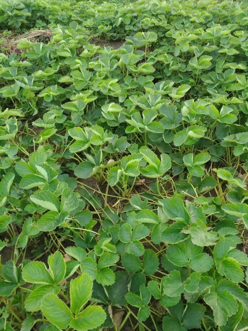 草莓苗草莓苗，草莓苗，草莓苗