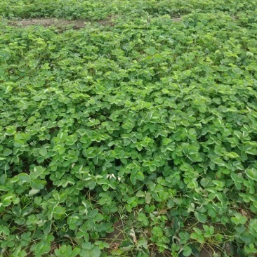 草莓苗草莓苗，草莓苗，草莓苗
