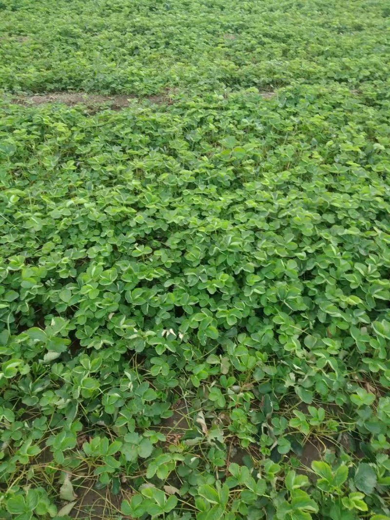 草莓苗草莓苗，草莓苗，草莓苗