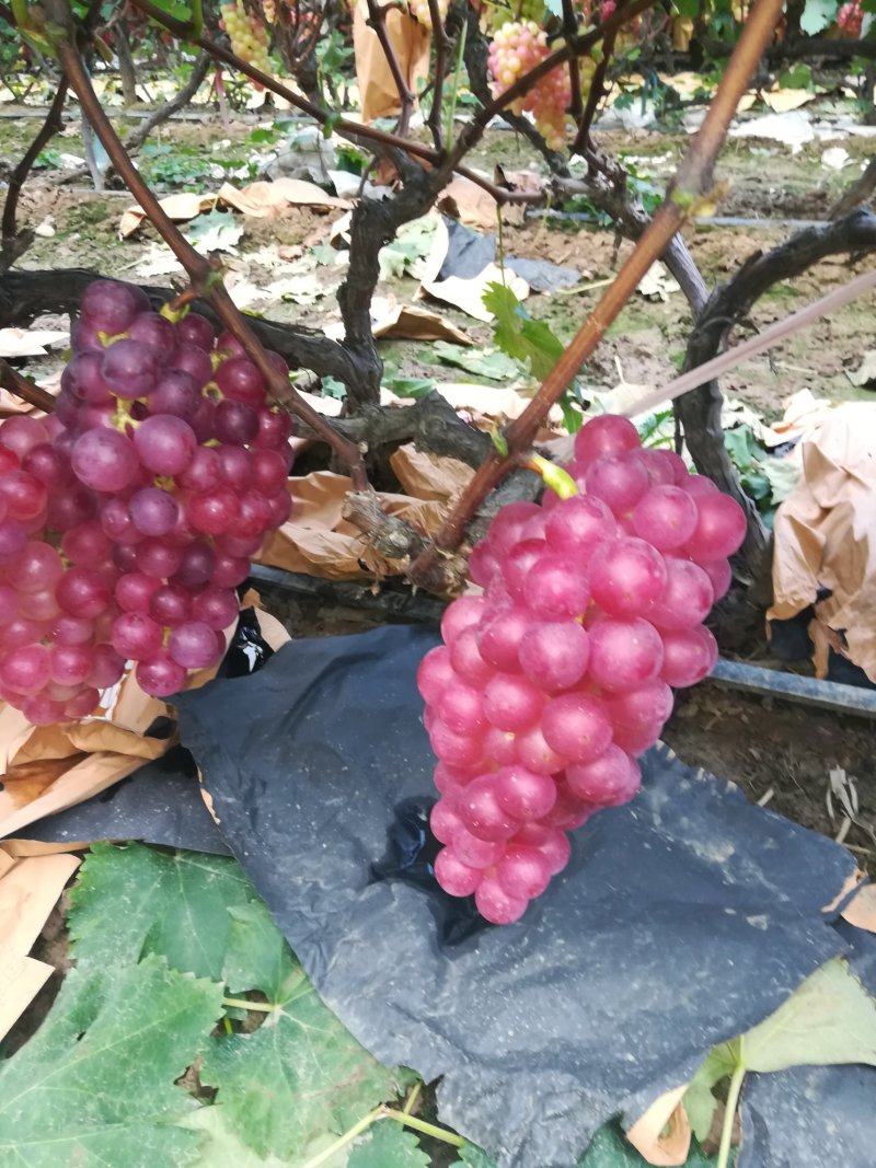 巨峰葡萄抱串棵粒匀称糖度高1.5一2.5