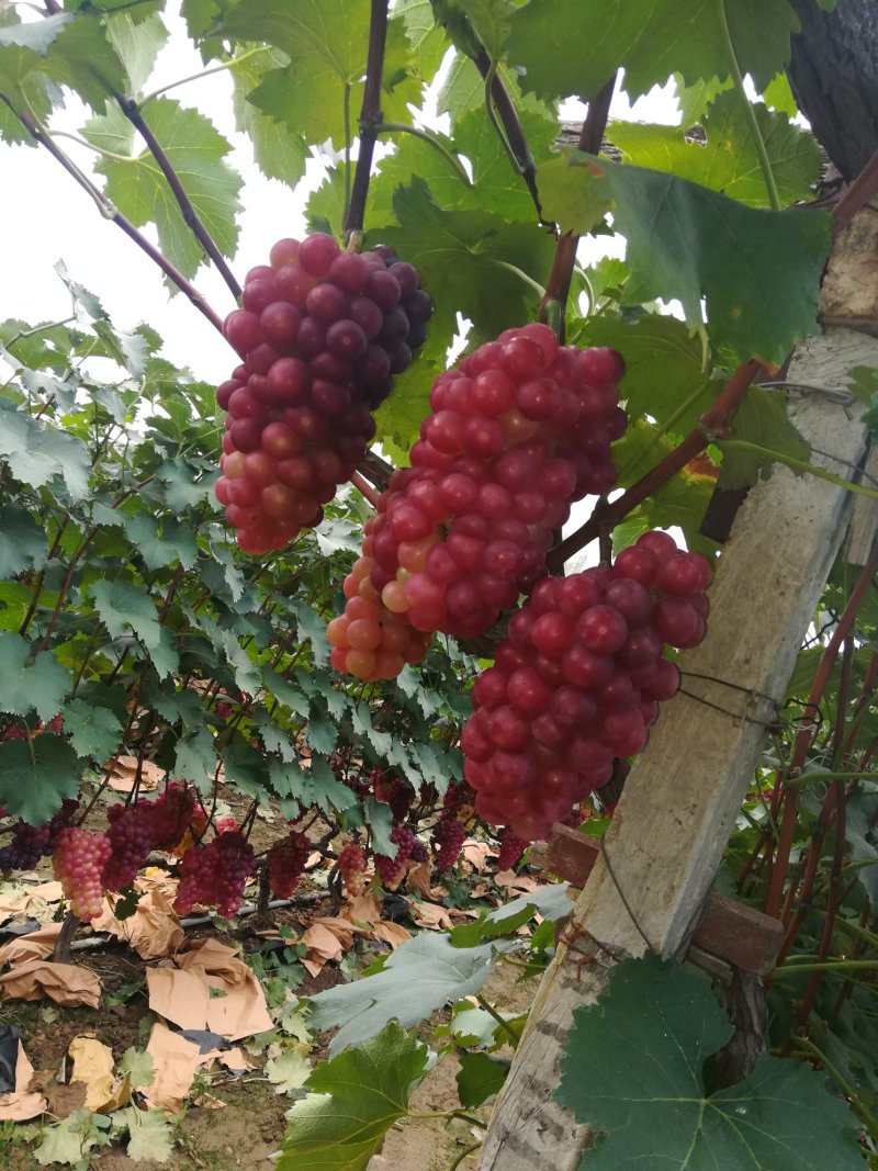 巨峰葡萄抱串棵粒匀称糖度高1.5一2.5