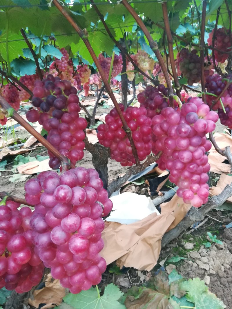 巨峰葡萄抱串棵粒匀称糖度高1.5一2.5