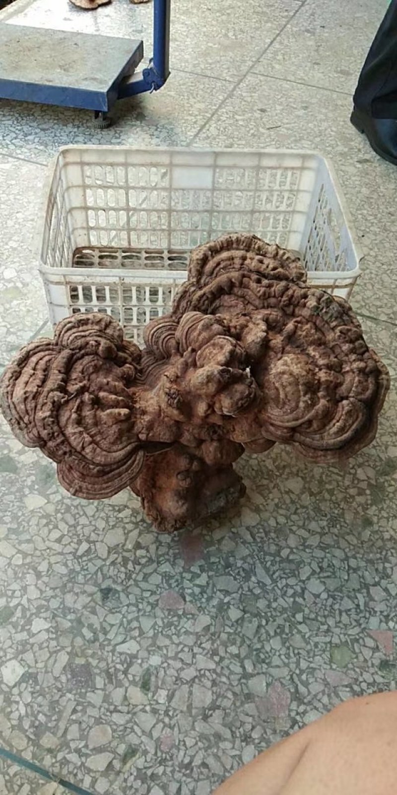 树舌灵芝，老木菌，千年灵芝