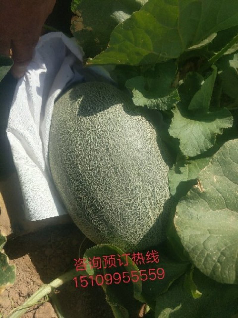 新疆吐鲁番西州密17号瓜开始接受预订，九月十号后陆续上市