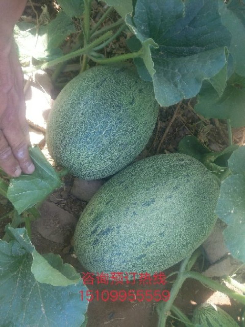 新疆吐鲁番西州密17号瓜开始接受预订，九月十号后陆续上市