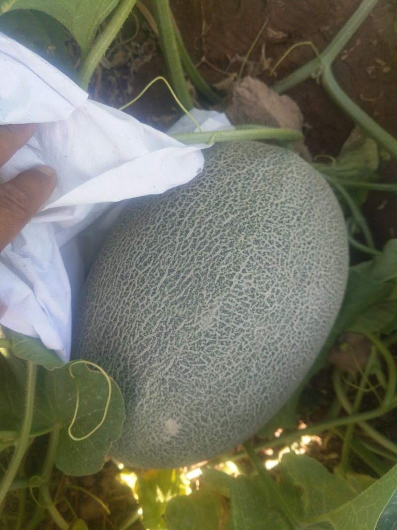 新疆吐鲁番西州密17号瓜开始接受预订，九月十号后陆续上市
