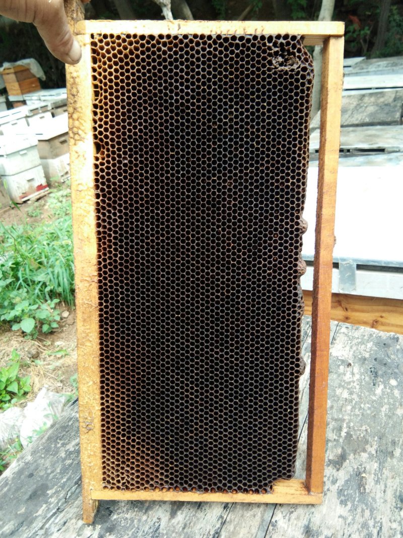 【带木框意蜂老巢脾】诱捕蜜蜂、中蜂取蜜专用带木框老巢脾