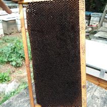 【带木框意蜂老巢脾】诱捕蜜蜂、中蜂取蜜专用带木框老巢脾