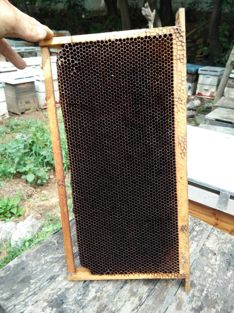 【带木框意蜂老巢脾】诱捕蜜蜂、中蜂取蜜专用带木框老巢脾