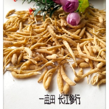 精品太子参(2024新)