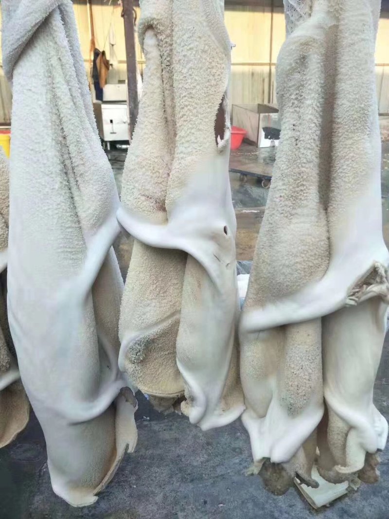 牛肚国产熟半成品牛肚