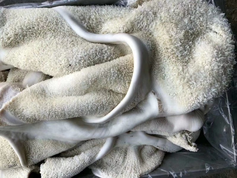 牛肚国产熟半成品牛肚