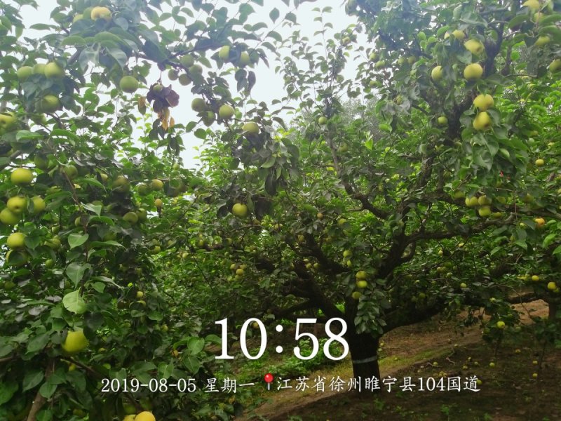 皇冠梨