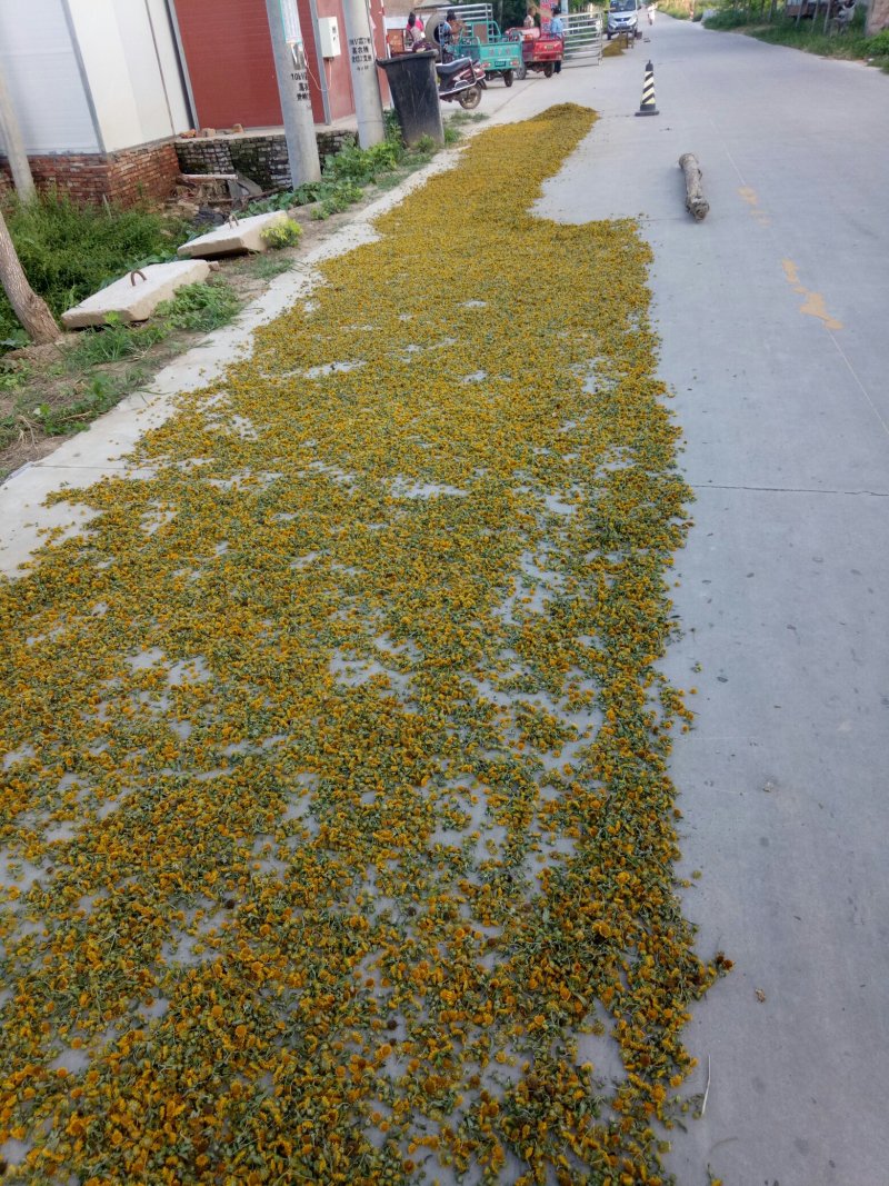 旋复花金佛花旋覆花种苗产量高含量高六月菊