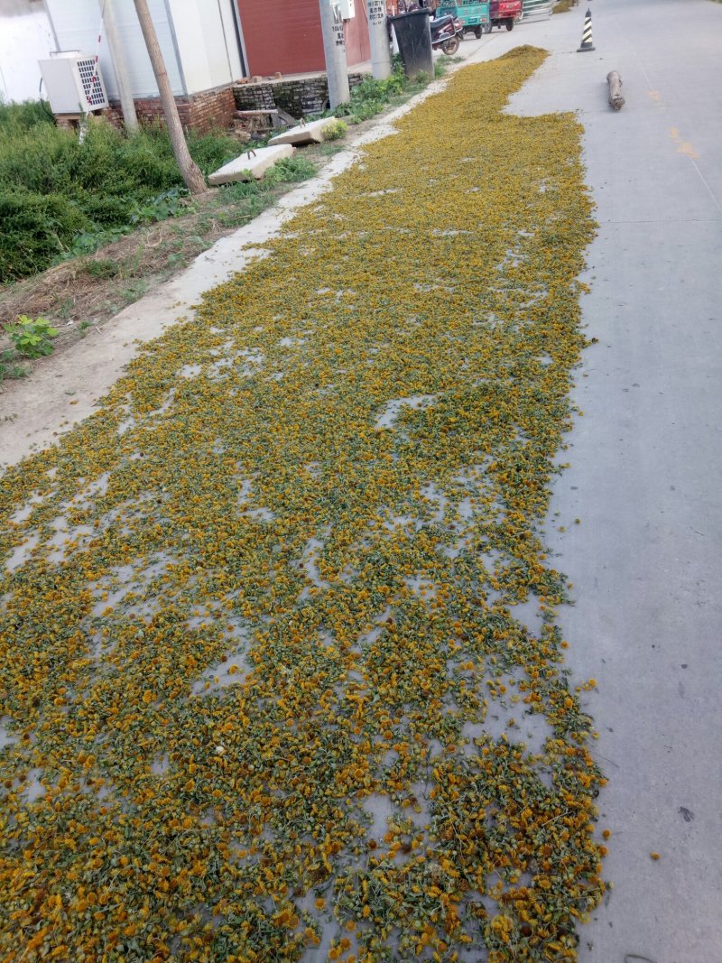 旋复花金佛花旋覆花种苗产量高含量高六月菊