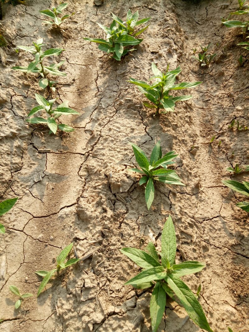 旋复花金佛花旋覆花种苗产量高含量高六月菊