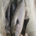 黄尾狮