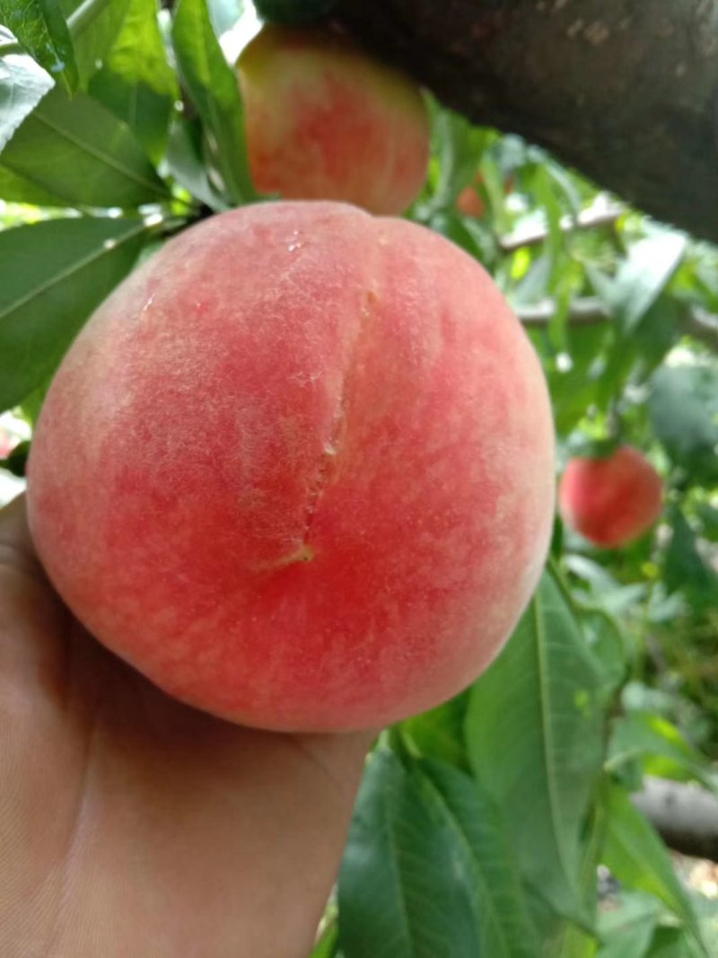 绿化九上市了有要的老板联系我个大颜色好！味甜！耐储存运输