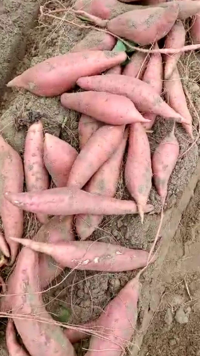 红薯
