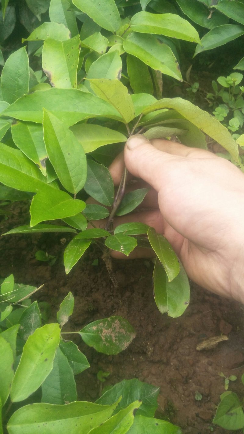 九月瓜九月黄种苗，新型果树奇特水果，欢迎你！