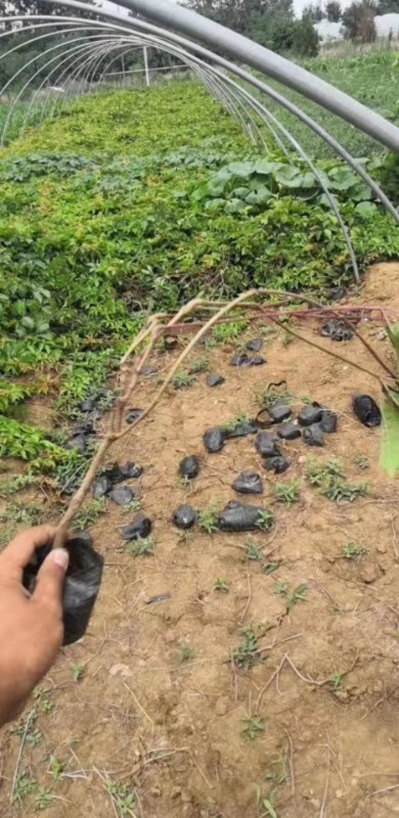 爬山虎（注：苗木价格浮动大，均以实际订单报价为准）