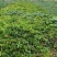 爬山虎（注：苗木价格浮动大，均以实际订单报价为准）
