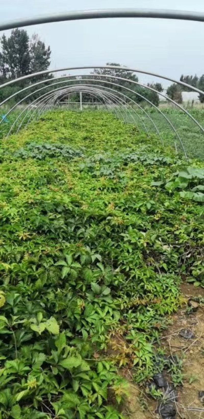 爬山虎（注：苗木价格浮动大，均以实际订单报价为准）