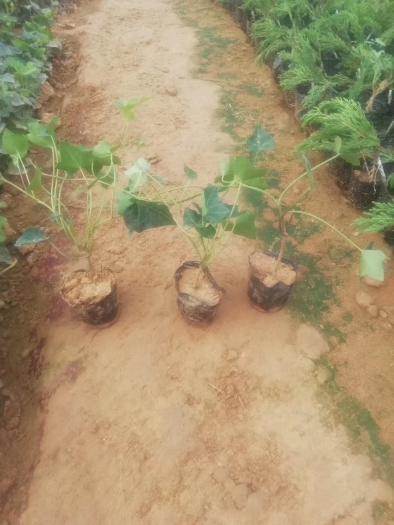 爬山虎（注：苗木价格浮动大，均以实际订单报价为准）