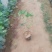 爬山虎（注：苗木价格浮动大，均以实际订单报价为准）