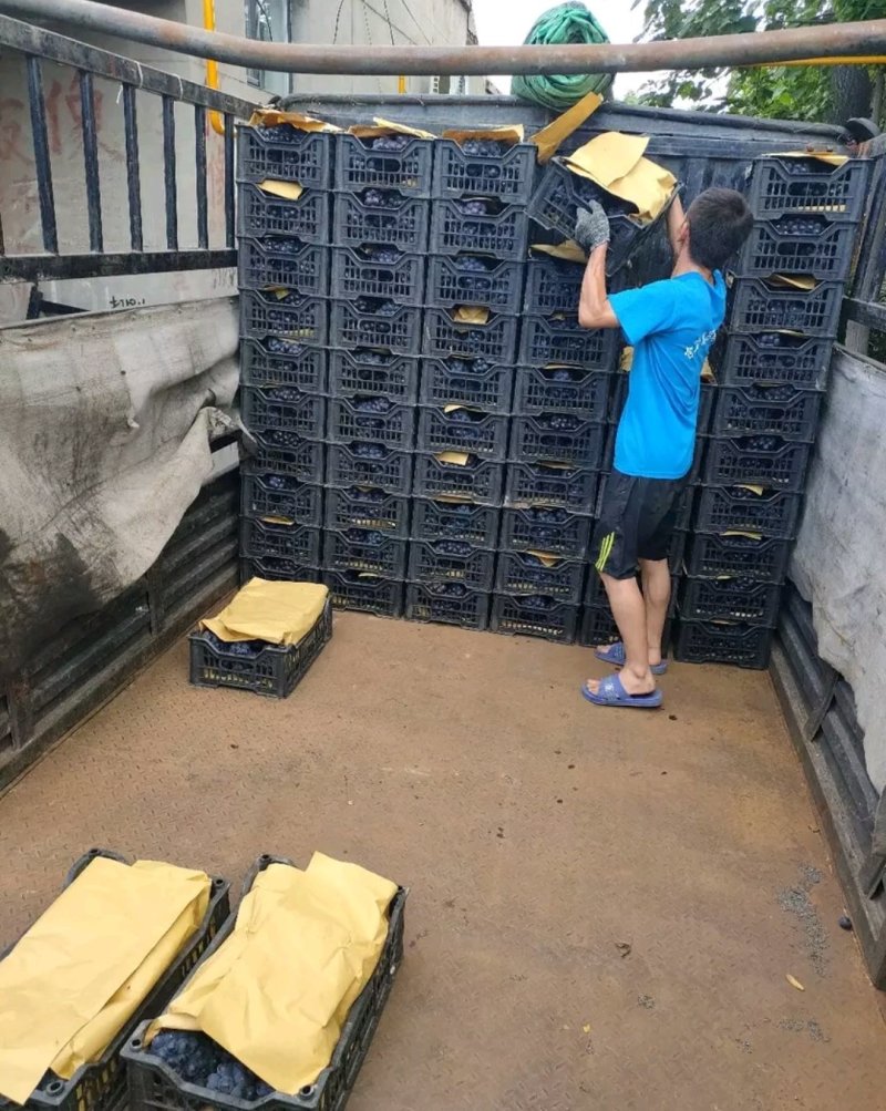 天水巨峰葡萄大量上市基地供货代收代发