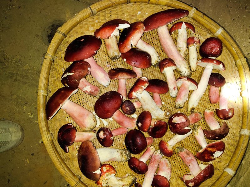 云南野生正红菇标菇，