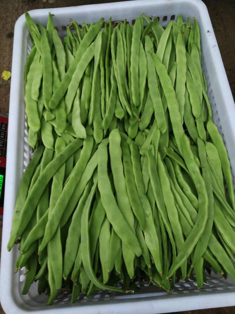 豆类