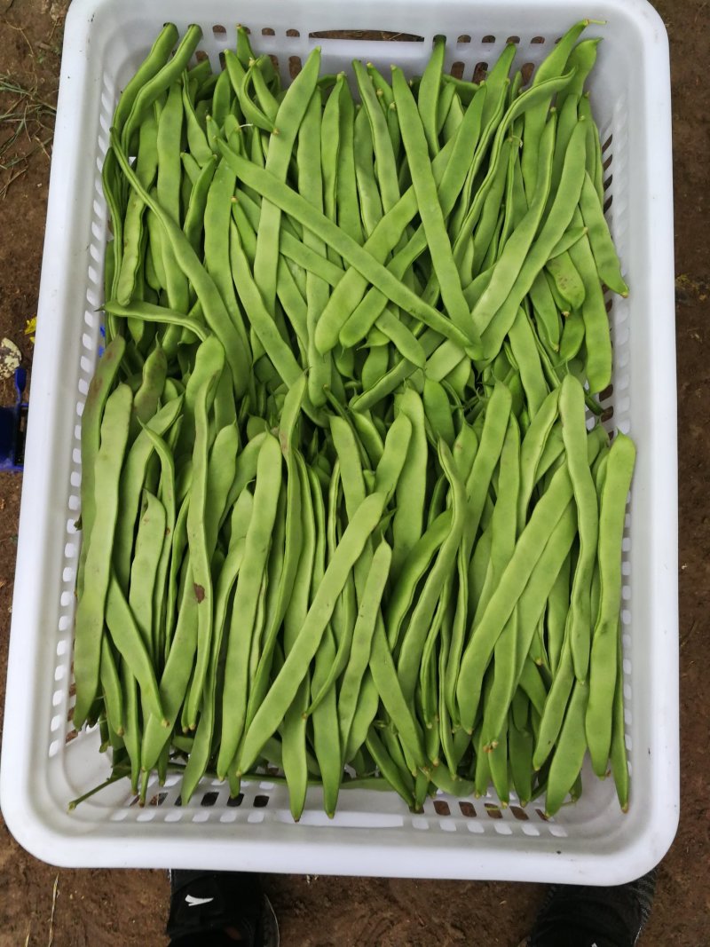 豆类
