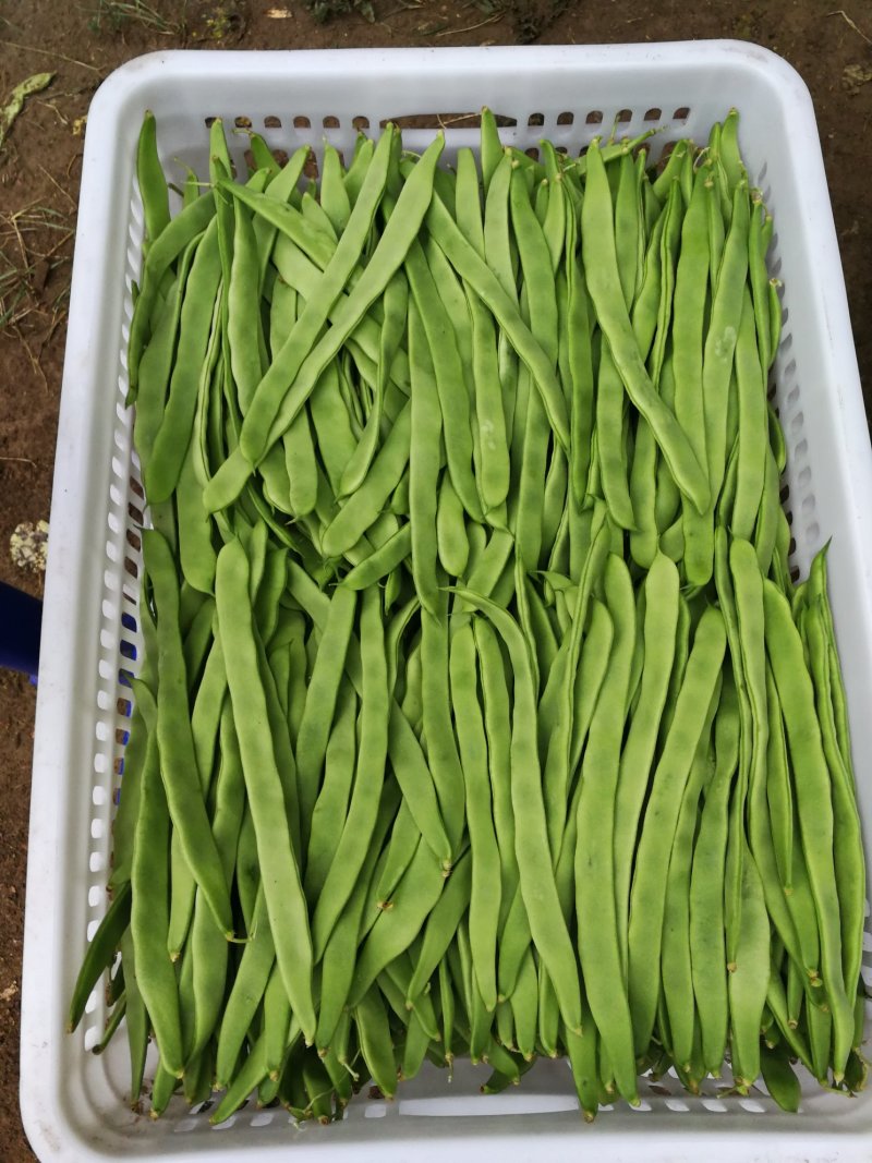 豆类